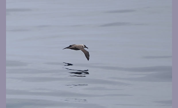 Light-mantled Albatross