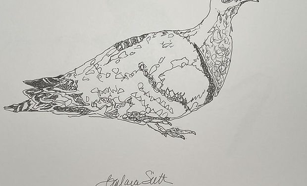 Double-banded Sandgrouse