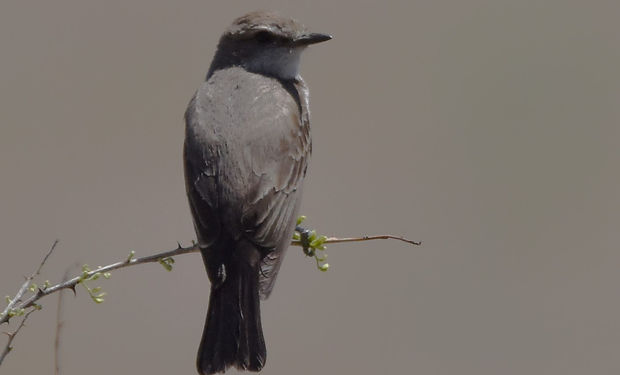 Gray Flycatcher