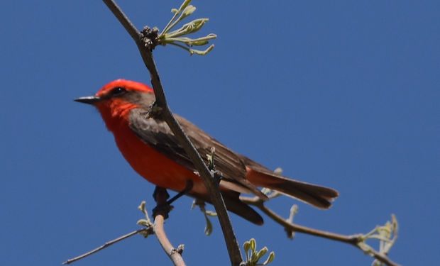Vermilion Flycatcher