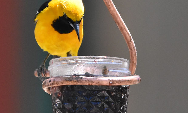 Scott's Oriole