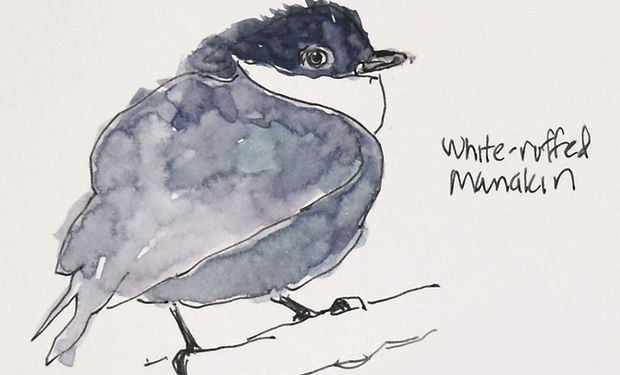 White-ruffed Manakin