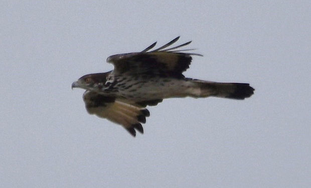 African Hawk-Eagle