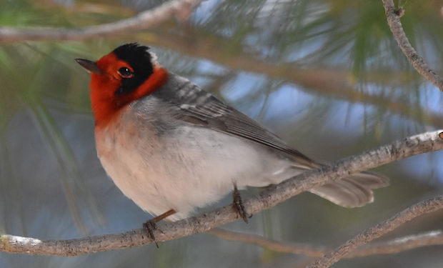 Red-faced Warbler