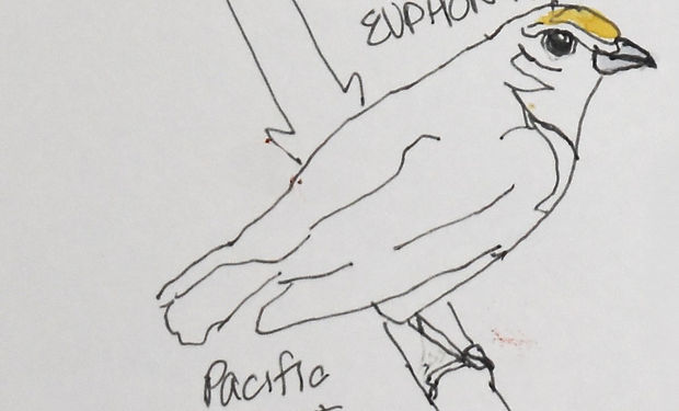 Spot-crowned Euphonia