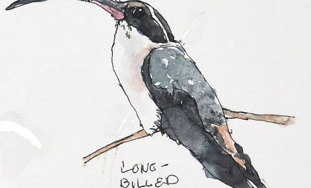 Long-billed Hermit