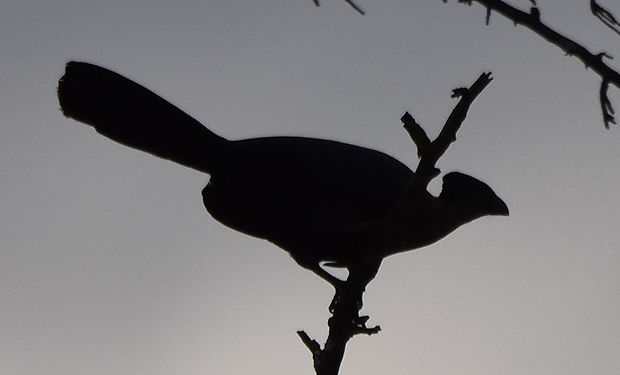 Purple-crested Turaco