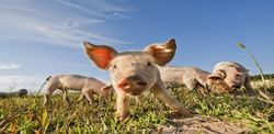 Pig Farming