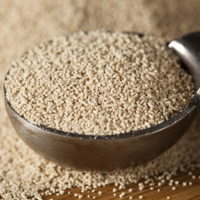 A picture of Saccharomyces Cerevisiae a wine making yeast