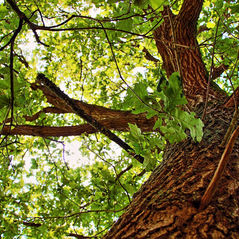 Understanding the EUDR Impact for US Wood Product Suppliers