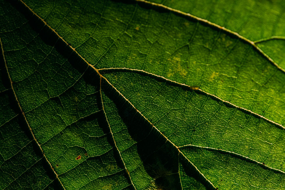 OR-S Social media-563.jpg