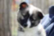 kylopup.JPG