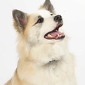 IcelandicSheepdogPurebredDogFalki14monthsOld1.jpg