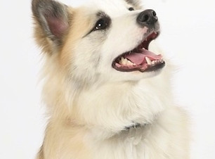IcelandicSheepdogPurebredDogFalki14monthsOld1.jpg