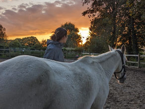 cheval au soleil couchant