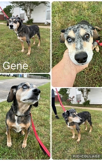 Gene
