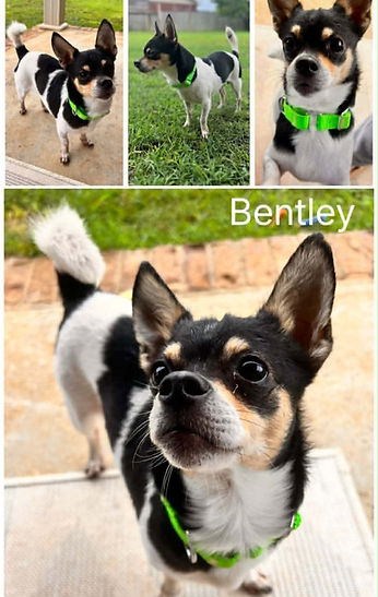 Bentley