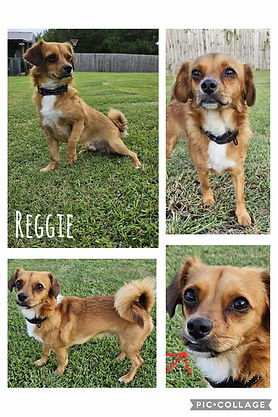 Reggie 