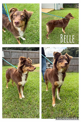 Belle 