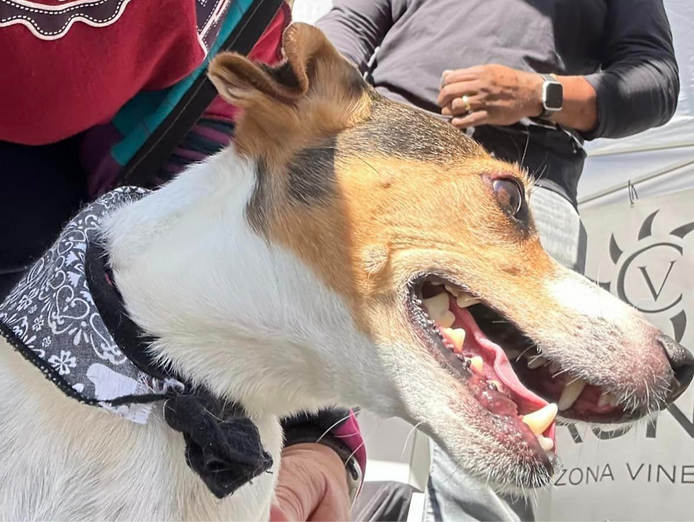 Coronado Winery [April 2022]