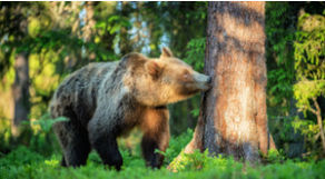 The Bear Lenormand Card Combinations
