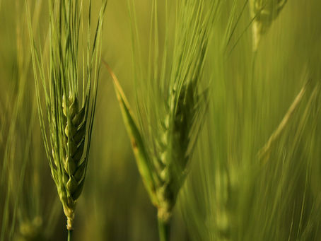 About Pasta, Rice, Cereal, and Breads