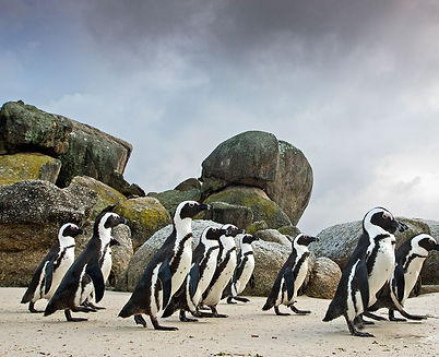 header-relocating-penguins.jpg