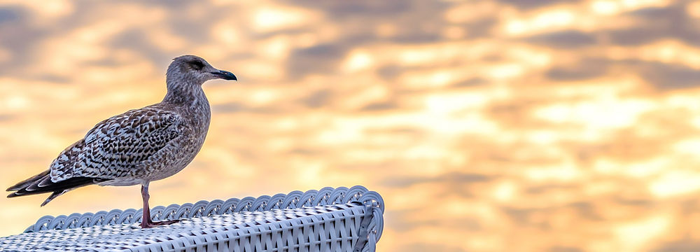 Sonnenschein durch Baumwipfel
