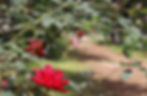 myroses.jpg