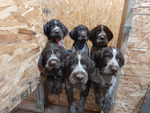 6 Waiting Their turn.jpg