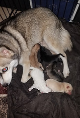 68902150_2118669218439171_18909482321172