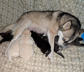 45800846_2231300787154228_62015862789373