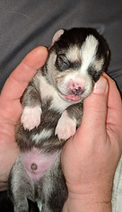 45572569_423037384896049_873682822448440