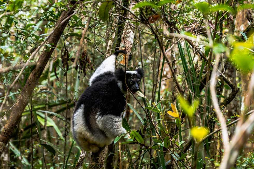 Lémuriens à Mantadia - Madagascar