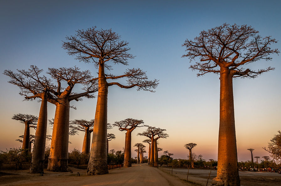 Allée des Baobabs, Madagascar