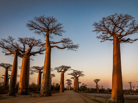 A la découverte de l'Allée des Baobabs à Madagascar