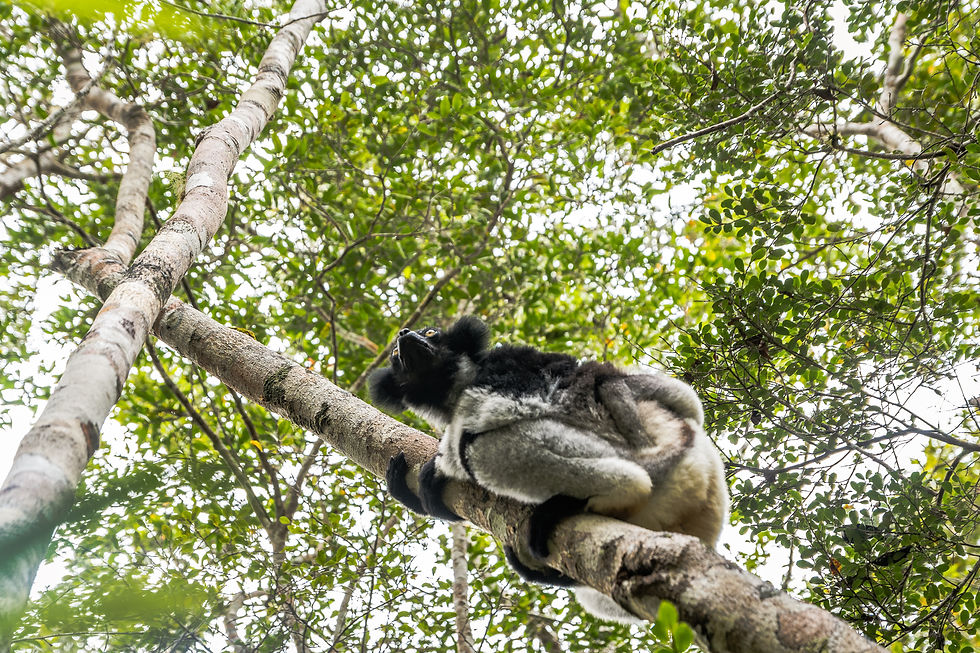 Lémuriens à Mantadia - Madagascar