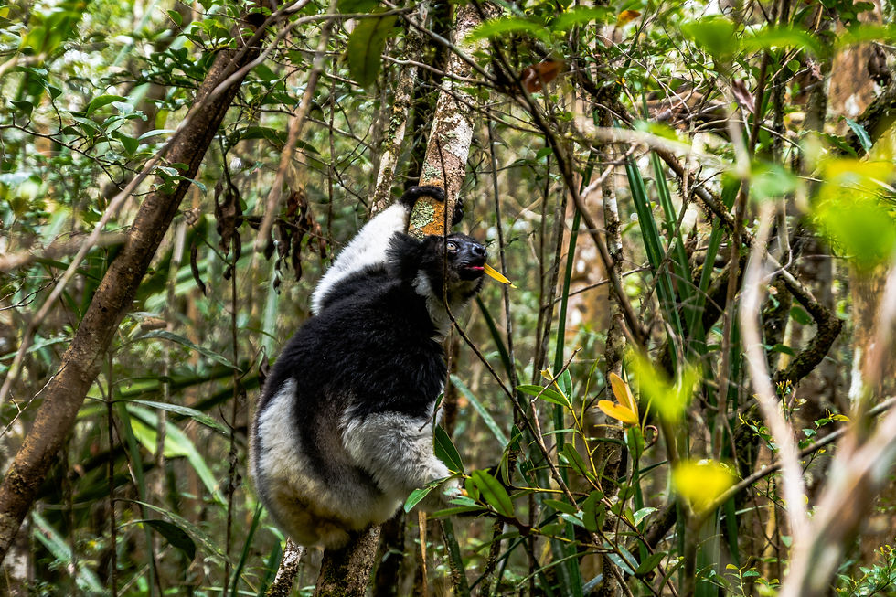 Lémuriens à Mantadia - Madagascar