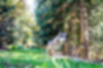 Parc Alpha, parc des loups du Mercantour