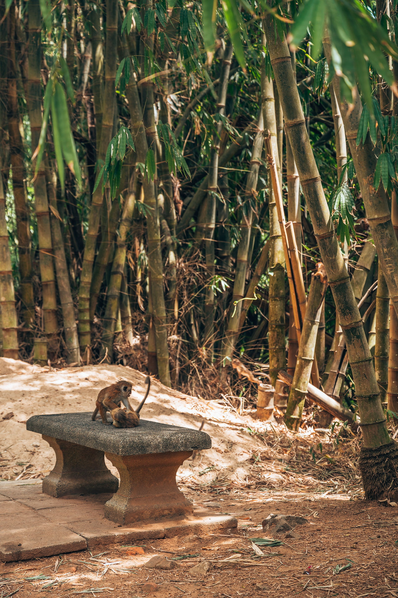 Jardin botanique Peradeniya