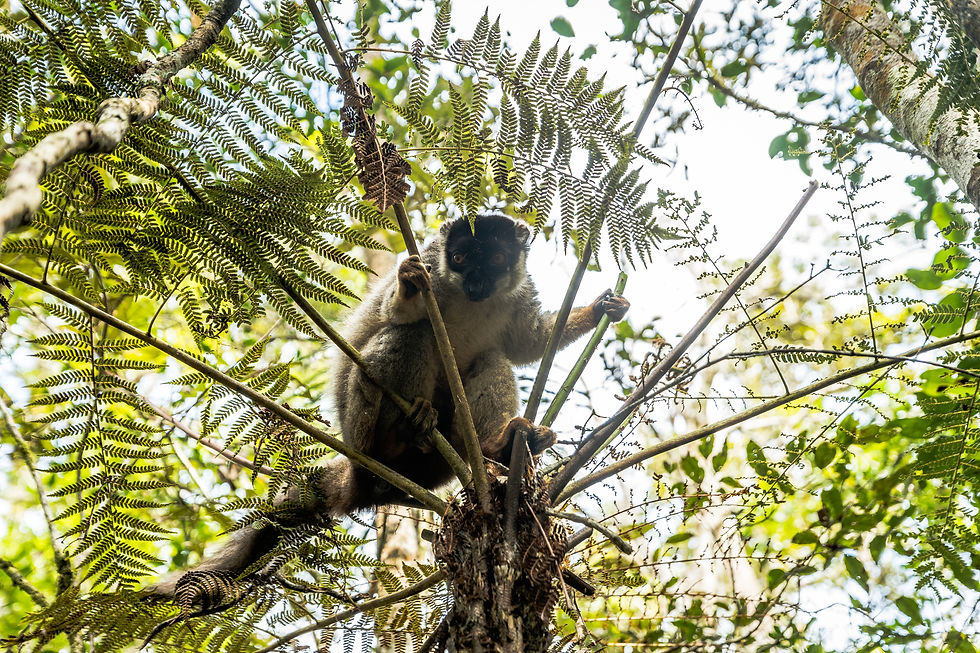 Lémuriens à Mantadia - Madagascar