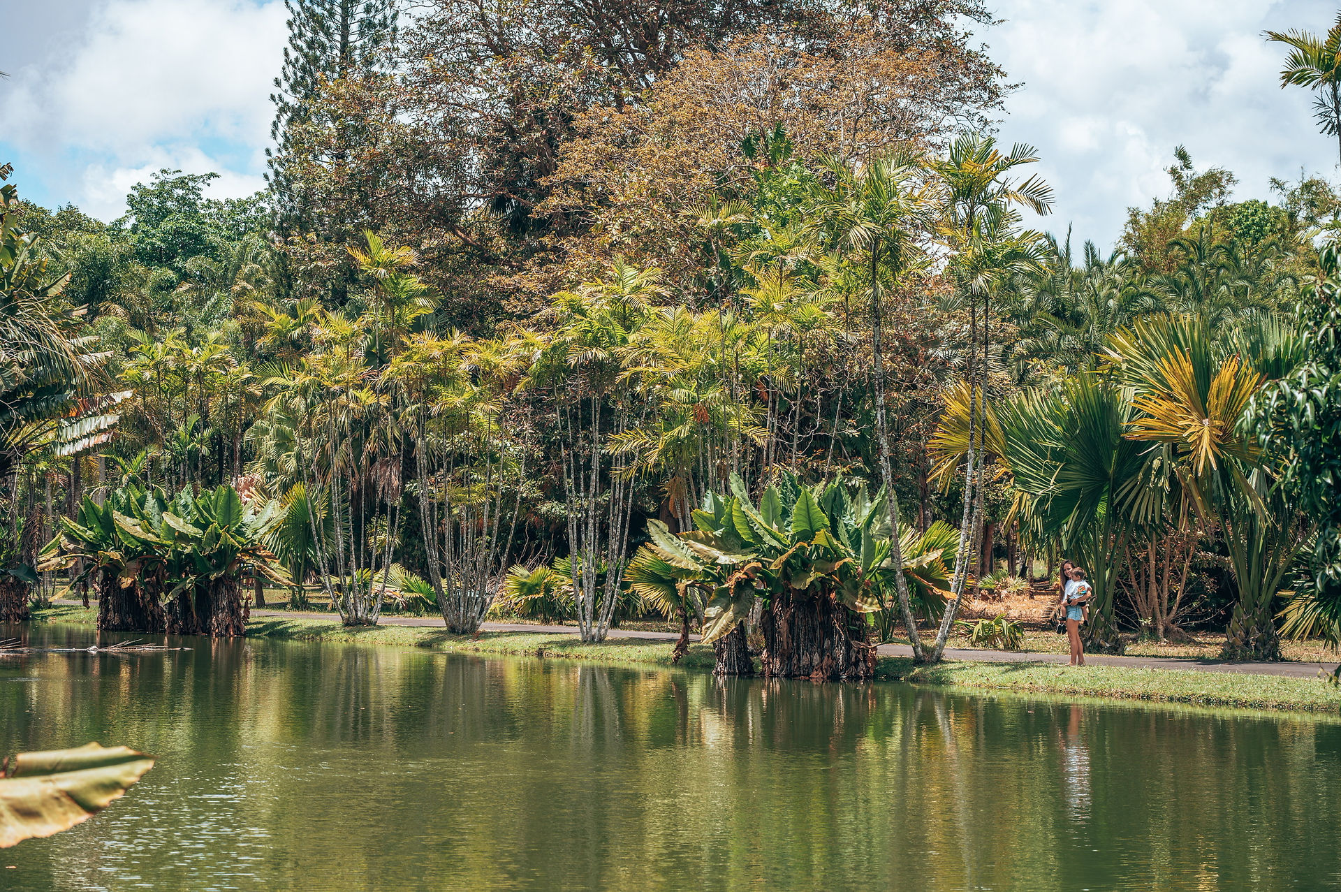 Ile Maurice Jardin Pamplemousse