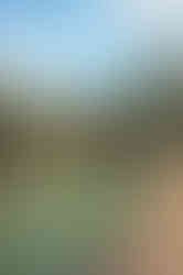 Ile Maurice Jardin Pamplemousse