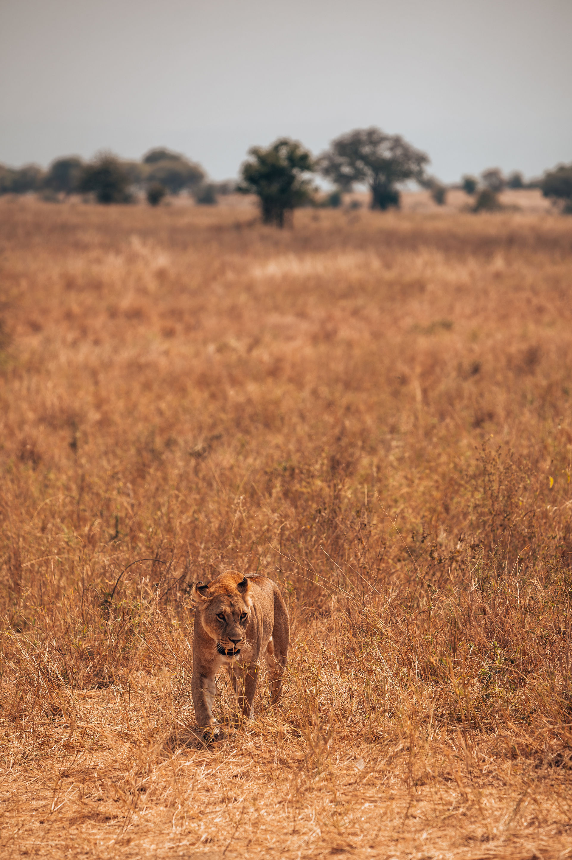 Safari Tarangire Tanzanie