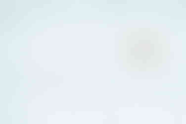 Churchill Ours polaire Canada