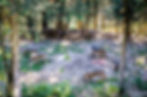 Parc Alpha, parc des loups du Mercantour