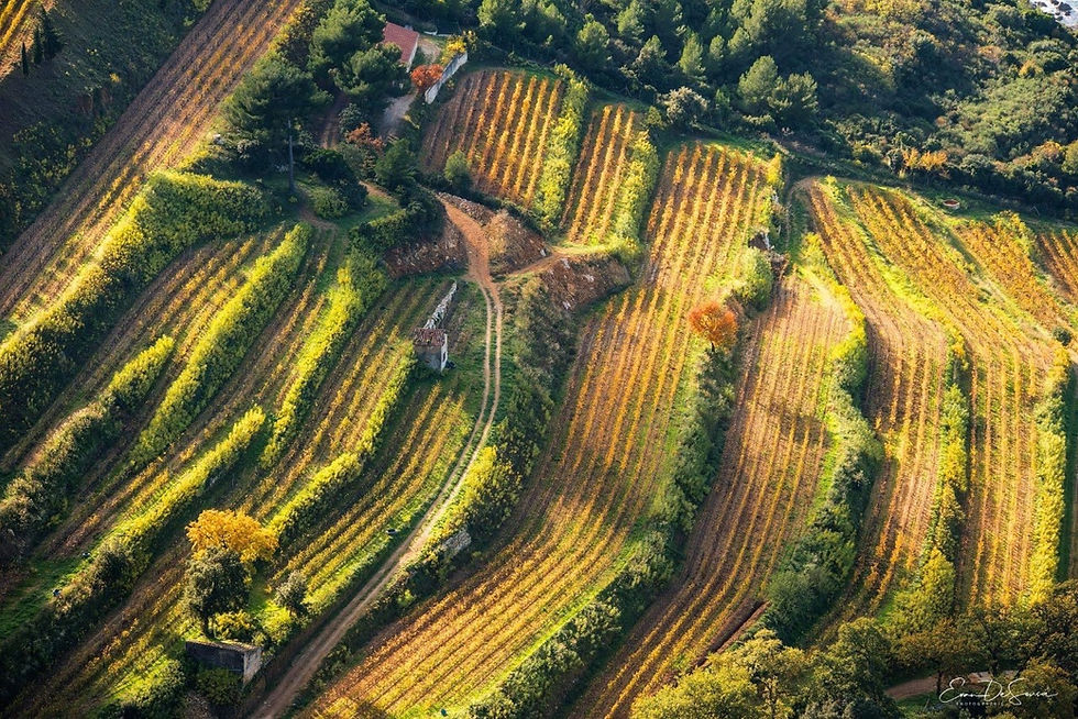 Domaine de vins Cassis