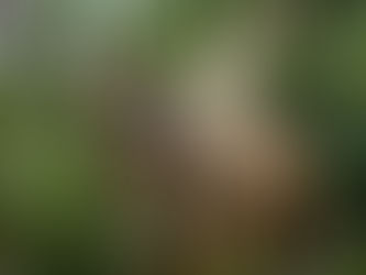 A la rencontre des lémuriens de Madagascar !