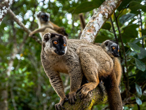 A la rencontre des lémuriens de Madagascar !