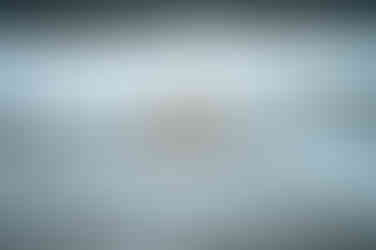 Churchill Ours polaire Canada